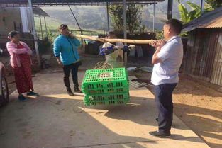 瑞麗市教育局傾情助農，暢通農副產品銷售渠道，助力脫貧攻堅